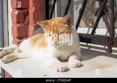 Chat errant au gingembre se prélasser au soleil de près Banque D'Images