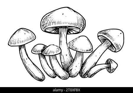 Champignons forestiers. Illustration vectorielle dessinée à la main avec des champignons peints dans le style d'art au trait. Gravure du groupe de champignons en couleurs noir et blanc. Croquis gravé d'agaricus pour l'étiquette du produit. Illustration de Vecteur