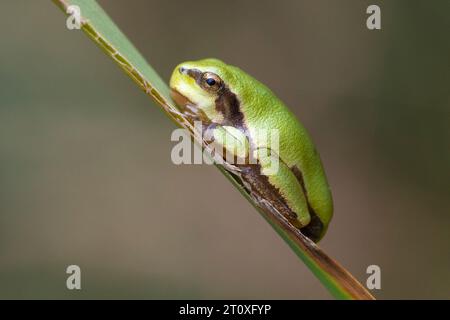 Grenouille arboricole italienne (Hyla intermedia), vue latérale d'un juvénile attaché à une feuille, Campanie, Italie Banque D'Images