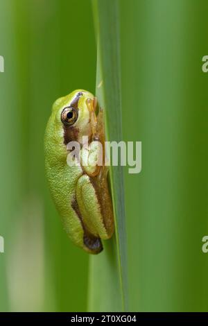 Grenouille arboricole italienne (Hyla intermedia), vue latérale d'un juvénile attaché à une feuille, Campanie, Italie Banque D'Images