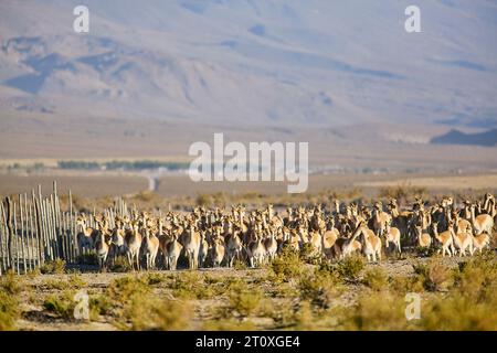Una manada de vicuñas listas para el chaku Banque D'Images