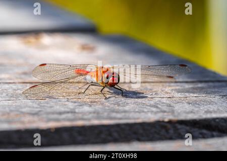 Libellules rouges, également connues sous le nom de libellules Scarlet Percher sur un fond de bois en Allemagne Banque D'Images