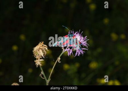 Zygaena ephialtes famille Zygaenidae genre Zygaena Burnet papillon nature sauvage photographie d'insectes, image, papier peint Banque D'Images