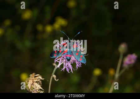 Zygaena ephialtes famille Zygaenidae genre Zygaena Burnet papillon nature sauvage photographie d'insectes, image, papier peint Banque D'Images