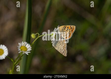 Lycaena alciphron famille Lycaenidae genre Lycaena Purple-shot papillons en cuivre accouplant des insectes de la nature sauvage photographie, image, papier peint Banque D'Images