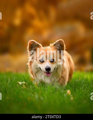 Mignon doux gallois Corgi Pembroke courant à travers la pelouse verte dans le parc de la ville. Adorable Corgi en action. Banque D'Images