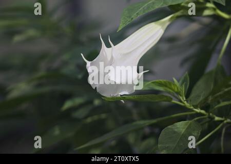 Pomme d'épine en fleur dans un jardin tropical vu de près Banque D'Images