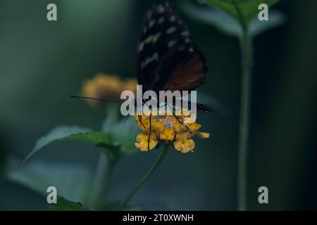 Butterlfy sur une fleur vue de près Banque D'Images