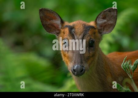 Portrait en gros plan d'un muntjac rouge sud avec un fond vert d'Assam Banque D'Images