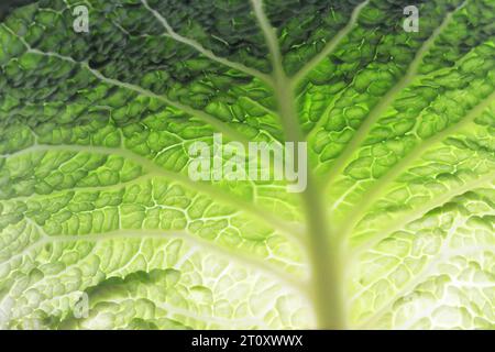 Macro image de la texture de feuille de chou de savoie crue. Fond de feuille de chou de savoie vert. Banque D'Images