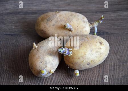 Germer des pommes de terre sur fond en bois Banque D'Images