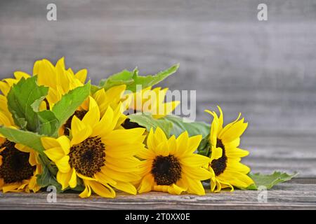 Tournesols d'automne sur fond en bois Banque D'Images