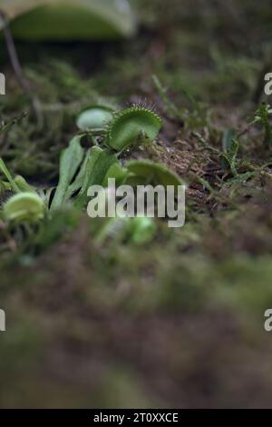 Plantes carnivores dans le sol dans un jardin vu de près Banque D'Images