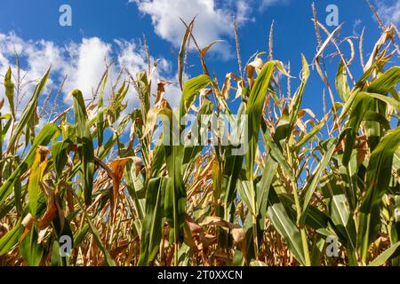 Champ de maïs gros plan, vue à angle bas contre le ciel bleu avec des nuages Banque D'Images