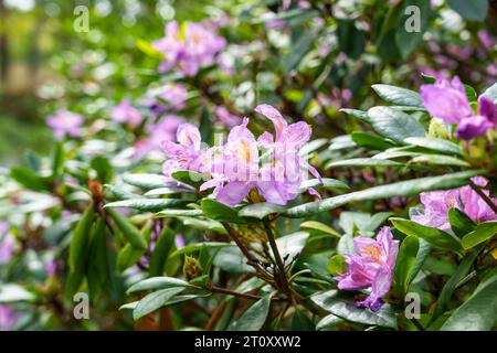 Rhododendron catawbiense fleurs violettes en fleurs Banque D'Images