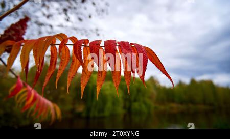 Feuilles de sumac rouge dans la forêt d'automne en gros plan Banque D'Images