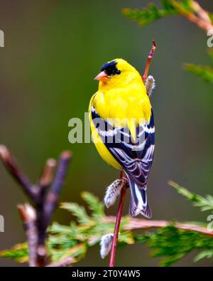 Goldfinch mâle gros plan vue arrière perché sur une branche de bourgeon de printemps avec un fond coloré dans son environnement et son habitat. American Goldfinch. Finch Banque D'Images