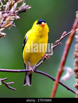 Goldfinch mâle gros plan vue de face perché sur une branche avec un fond coloré dans son environnement et son habitat. American Goldfinch. Finch Picture. Banque D'Images