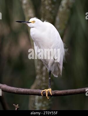 Vue rapprochée de l'Egret enneigé perché sur une jambe avec un fond de forêt floue dans son environnement et son habitat environnant. Banque D'Images