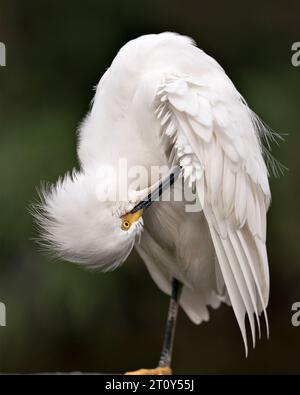 Egret enneigé gros plan vue latérale perché sur la branche nettoyant plumes d'aile affichant plumage de plumes blanches, plumage moelleux, tête, bec, oeil, pieds. Banque D'Images