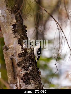 Pic-bois mâle agrippant sur un tronc de bouleau avec un fond de forêt flou dans son environnement et habitat affichant des plumes blanches et noires. Banque D'Images