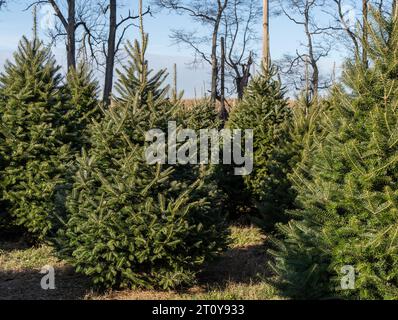 Une rangée festive de sapins de Noël attend les amateurs de vacances à la ferme forestière dans le comté rural de Berks, en Pennsylvanie Banque D'Images