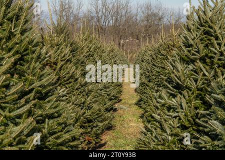 Une rangée festive de sapins de Noël attend les amateurs de vacances à la ferme forestière dans le comté rural de Berks, en Pennsylvanie Banque D'Images