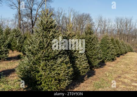 Une rangée festive de sapins de Noël attend les amateurs de vacances à la ferme forestière dans le comté rural de Berks, en Pennsylvanie Banque D'Images