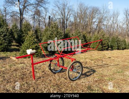 Une charrette rouge vibrante se distingue parmi les arbres de Noël verdoyants de la ferme, prête à transporter un lot de feuillets à feuilles persistantes festives Banque D'Images