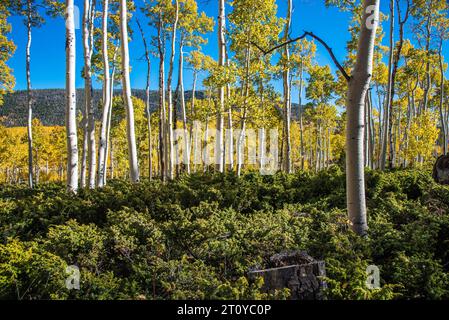 Le Pando. Le plus grand organisme vivant sur la planète Terre. Clones Aspen à partir d'un système racine unique. 9000 ans. Banque D'Images