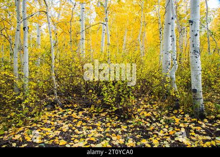 Le Pando. Le plus grand organisme vivant sur la planète Terre. Clones Aspen à partir d'un système racine unique. 9000 ans. Banque D'Images