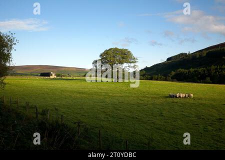 Photographie couleur d'une étable et de l'alimentation de moutons, Kirkhaugh, Northumberland, Angleterre, Royaume-Uni, 2022. Banque D'Images