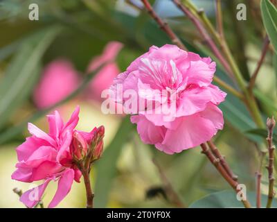 Vue rapprochée de la fleur rose oleander en été à l'extérieur avec la lumière du jour Banque D'Images