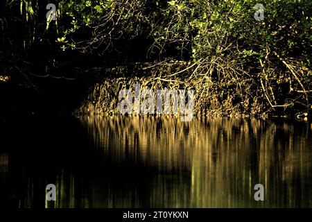 Végétation sur la rive de la rivière Cigenter dans l'île Handeuleum, une partie du parc national Ujung Kulon à Pandeglang, Banten, Indonésie. En Indonésie, « la gestion des parcs nationaux était encore inefficace. Ces facteurs sont dus à l'exploitation forestière illégale généralisée, à l'empiétement des forêts, au braconnage, au pâturage illiicit et à d'autres changements dans l'utilisation des terres, qui peuvent conduire à la dégradation de l'écosystème forestier », ont écrit Renny Indira Anggraini et Budhi Gunawan dans leur article de 2020, qui a été publié sur E3S Web of Conferences un an plus tard. Cependant, ont-ils ajouté, « la gestion forestière en Indonésie utilise actuellement... Banque D'Images