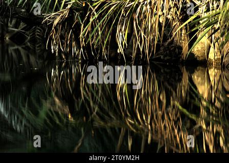 Végétation sur la rive de la rivière Cigenter dans l'île Handeuleum, une partie du parc national Ujung Kulon à Pandeglang, Banten, Indonésie. En Indonésie, « la gestion des parcs nationaux était encore inefficace. Ces facteurs sont dus à l'exploitation forestière illégale généralisée, à l'empiétement des forêts, au braconnage, au pâturage illiicit et à d'autres changements dans l'utilisation des terres, qui peuvent conduire à la dégradation de l'écosystème forestier », ont écrit Renny Indira Anggraini et Budhi Gunawan dans leur article de 2020, qui a été publié sur E3S Web of Conferences un an plus tard. Cependant, ont-ils ajouté, « la gestion forestière en Indonésie utilise actuellement... Banque D'Images