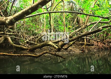 Végétation sur la rive de la rivière Cigenter dans l'île Handeuleum, une partie du parc national Ujung Kulon à Pandeglang, Banten, Indonésie. En Indonésie, « la gestion des parcs nationaux était encore inefficace. Ces facteurs sont dus à l'exploitation forestière illégale généralisée, à l'empiétement des forêts, au braconnage, au pâturage illiicit et à d'autres changements dans l'utilisation des terres, qui peuvent conduire à la dégradation de l'écosystème forestier », ont écrit Renny Indira Anggraini et Budhi Gunawan dans leur article de 2020, qui a été publié sur E3S Web of Conferences un an plus tard. Cependant, ont-ils ajouté, « la gestion forestière en Indonésie utilise actuellement... Banque D'Images