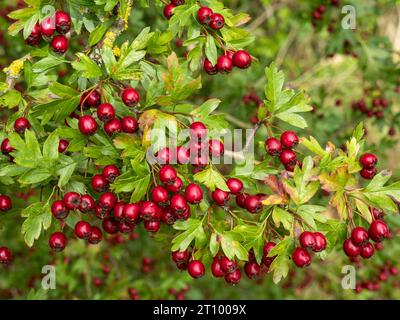 Baies d'aubépine rouge vif / cramoisi poussant sur le buisson d'aubépine commune (Crataegus monogyna) avec des feuilles vertes, en octobre, Angleterre, Royaume-Uni Banque D'Images