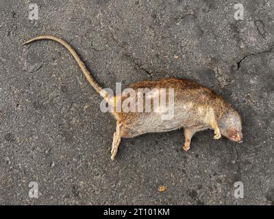 rats morts sur la route. Les rats meurent du poison Banque D'Images