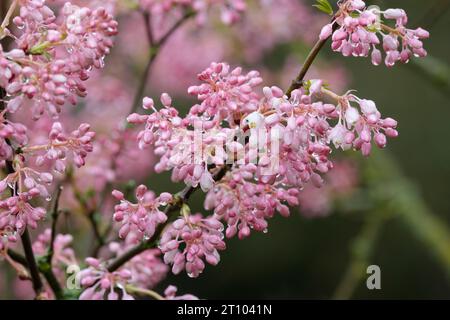 STAPHYLEA holocarpa rosea, bladdernut, bladdernut chinois, bladdernut chinois de couleur rose, bourgeons floraux roses tendres au début du printemps, arbuste à feuilles caduques Banque D'Images