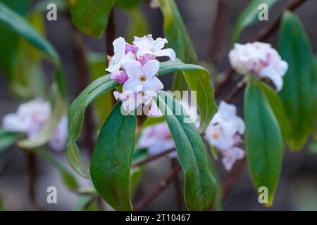 Daphne bholua Jacqueline Postill, fleurs roses violacées et blanches en grappes terminales à la fin de l'hiver/début du printemps Banque D'Images