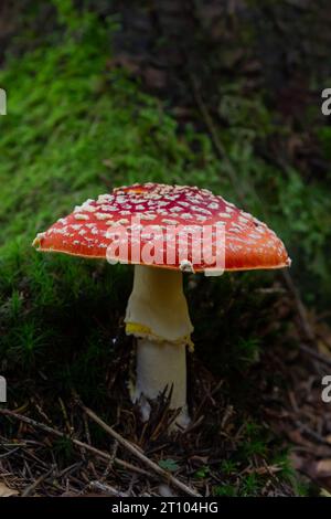 Amanita muscaria, champignons vénéneux. Photo a été prise dans le contexte des forêts naturelles. Banque D'Images