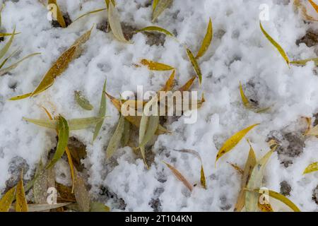 Feuilles jaune-vert du saule, tombées sur la neige. Congelé au début de l'hiver dans une flaque. Magnifique arrière-plan d'hiver. Banque D'Images