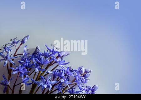 Motif floral - bordure florale composée de Scilla bifolia et d'un calmar à deux feuilles ou d'un calmar alpin isolé sur fond blanc avec espace pour le texte. Décoration printanière Banque D'Images