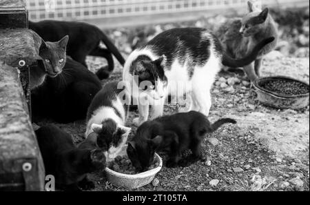 Détail des animaux abandonnés et protégés dans la rue, adoption d'animaux Banque D'Images