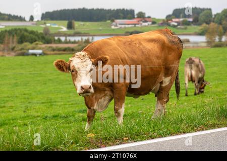 Milchkuh auf der Weide, Herbstlandschaft im Allgäu, Bernbeuren, 2023 Deutschland, Bernbeuren Allgäu, Oktober 2023, Kuh auf der Weide, braungefleckt, Milchkuh steht an der Straße, Allgäuer Landschaft im Herbstlicht, weite Grüne Landschaft, Landkreis Weiheim-Schongau, Oberbayern, Bayern, *** vache laitière dans le pâturage, paysage d'automne à Allgäu, Bernbeuren, 2023 Allemagne, Bernbeuren, Allgäu, octobre 2023, vache dans le pâturage, tachetée brune, vache laitière debout près de la route, paysage Allgäu à la lumière d'automne, grand paysage vert, district de Weiheim Schongau, haute-Bavière, Bavière, Banque D'Images