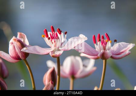 Gros plan de l'inflorescence semblable à un ombel de la ruée vers la floraison ou de la ruée vers l'herbe Butomus umbellatus en pleine floraison. Europe. Banque D'Images