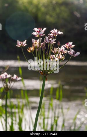 Gros plan de l'inflorescence semblable à un ombel de la ruée vers la floraison ou de la ruée vers l'herbe Butomus umbellatus en pleine floraison. Europe. Banque D'Images