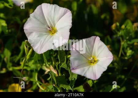 Bindweed de champ, Convolvulus arvensis Bindweed européen rampant Jenny, possession plante herbacée de vigne vivace avec des fleurs blanches ouvertes et fermées s Banque D'Images