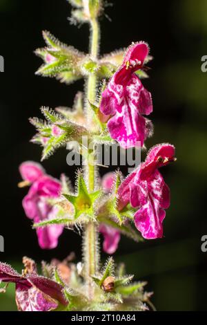 Fleur sauvage en fleur appelée hedge Woundwort, Whitespot Stachys sylvatica. Banque D'Images