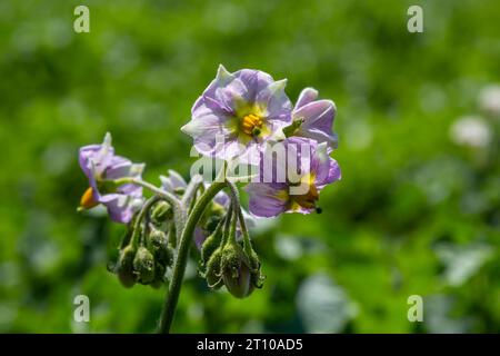 Jeunes pommes de terre à fleurs sur un champ vert, ferme, concept d'agriculture biologique. Banque D'Images